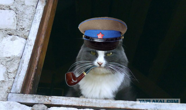 Товарищ Котофеев