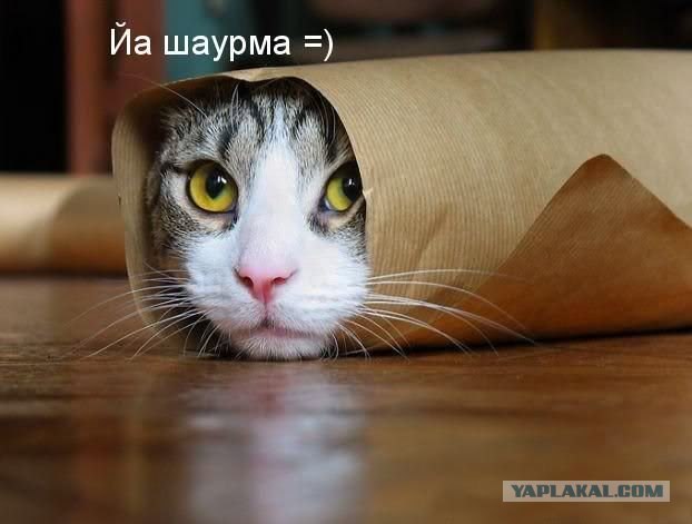 Как он туда залез?!
