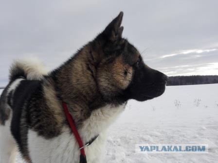 Собакены