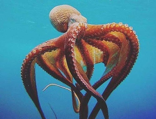 Косички, косички... как лаком залили - так и держится!