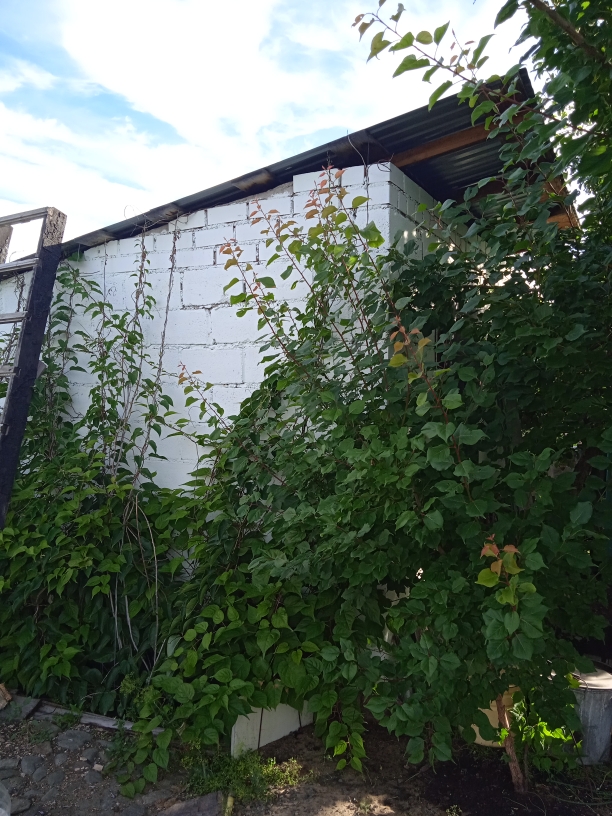 Освоение участка. Микробытовка за макроденьги