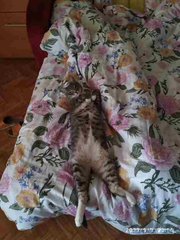 Почему в мире так много кошек с белыми лапами?