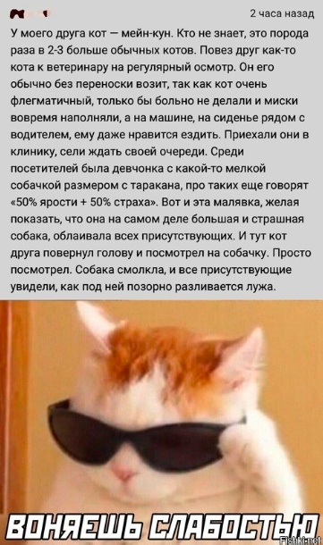 Забавные комментарии из социальных сетей (22.05.23)