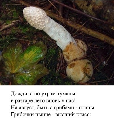 Так себе картинки 01.08.25