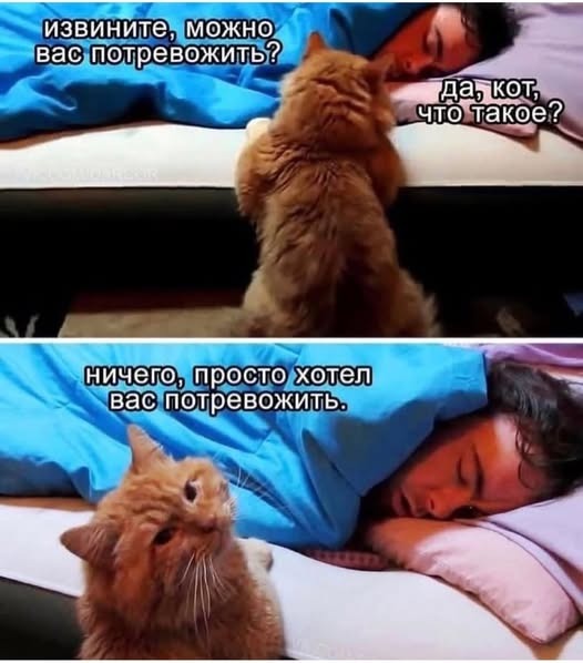 Подборка картинок-баянов с котиками и про котиков. Выпуск 21