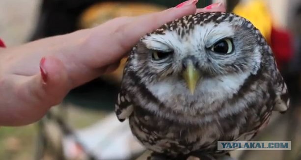 очень милая сова