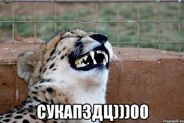 Трудности перевода