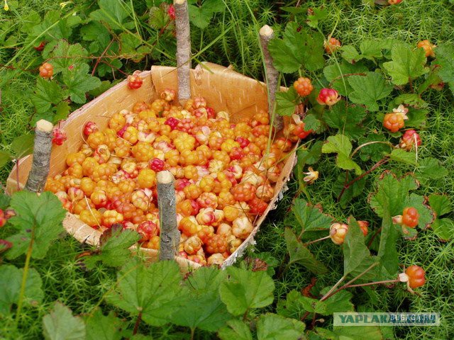 Как растут некоторые фрукты и овощи