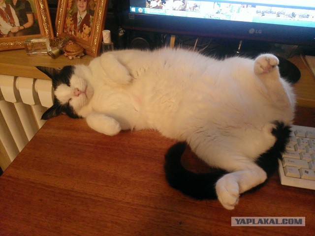 Котовторник 18.03.2014
