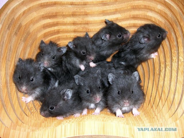 Черный волк