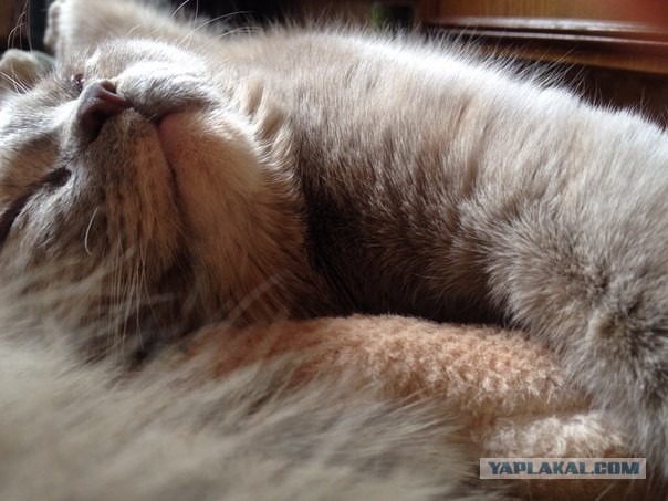 Котовторник 6.05.2014