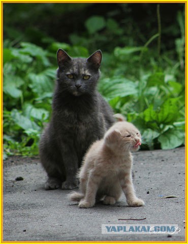 Котовторник 20.05.2014