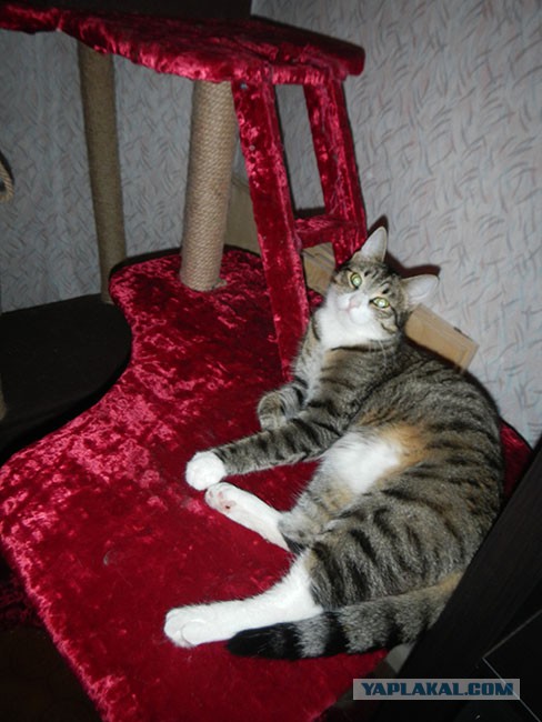 Котовторник 19.08.2014