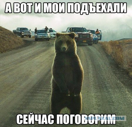 Мишка отомстил хозяину за дробь в заднице
