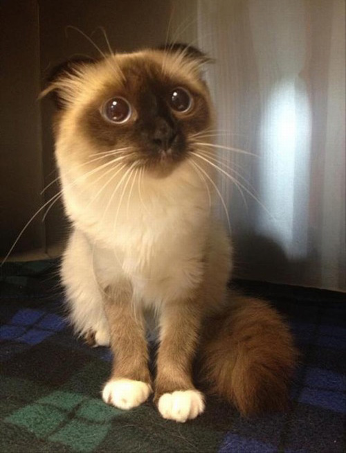 Весёлые картинки