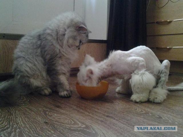 Вторая жизнь бездомного кота