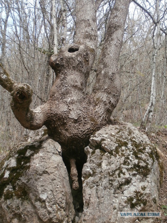 Крэкс, пэкс, фэкс