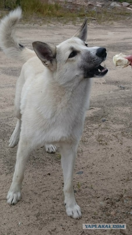 ЯП съездил за Полярный круг
