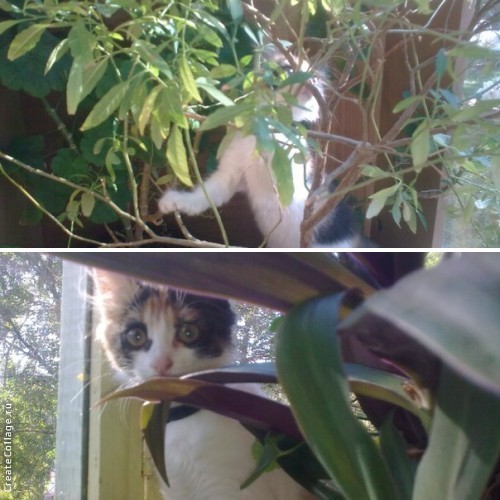 Котовторник 11.08.2015