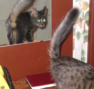 Коты, кошки, котята