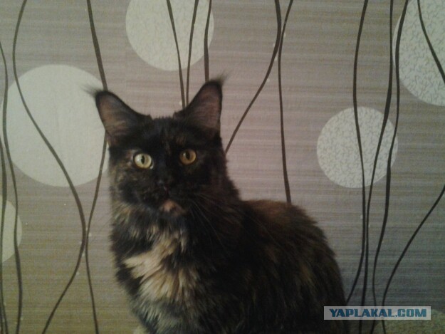 Котовторник