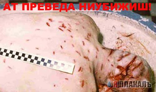 Превед медвед!