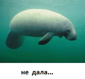 Её просто перепутали с самкой ламантина