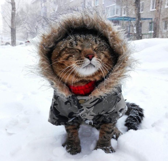 Восьмомартовский котовторник