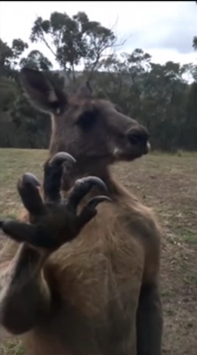 Жителям Австралии стоит устанавливать в доме прочные стекла