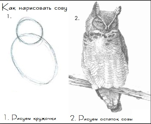 Авокадо в доме. Легко