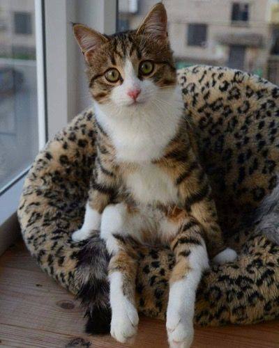 Прикольные животные