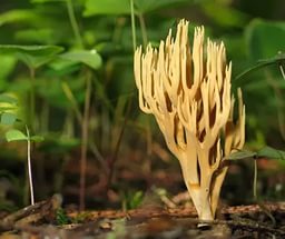 Грибов до.... много в общем.
