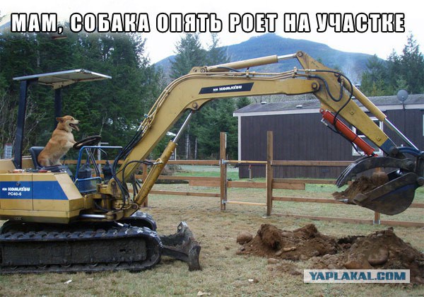 А вы видели игровую площадку такс? кхе кхе