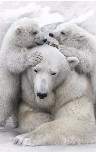 Самые смешные животные