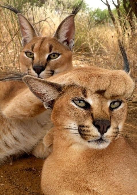 Самые смешные животные