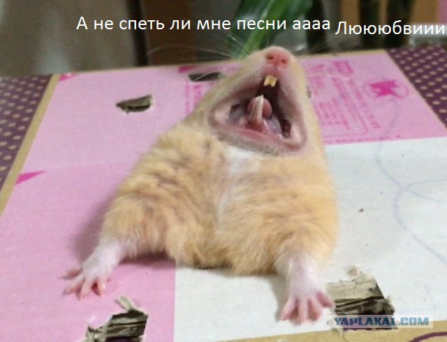 "Это все потому, что кто-то слишком много ест!"