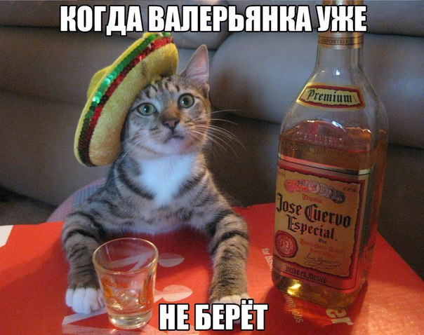 Подборка безудержного веселья