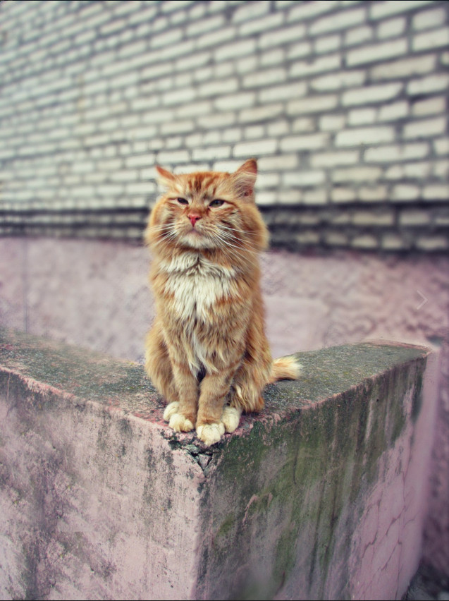 Коты и Кошки