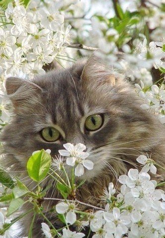 Коты и Кошки