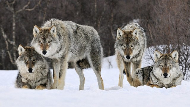 Самые смешные животные