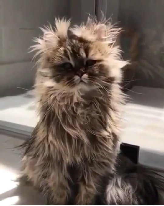 Коты и Кошки