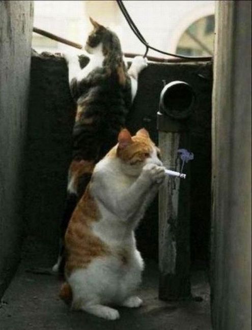 Коты и Кошки
