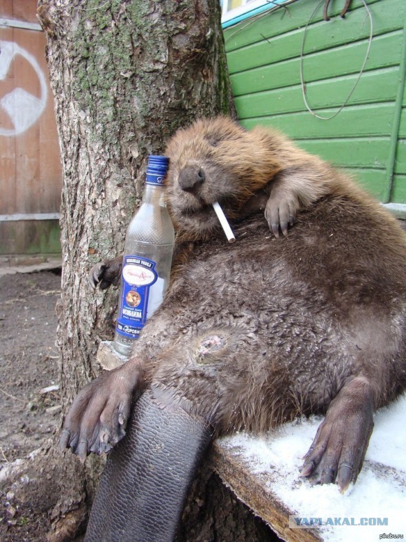 Не звоните мне больше!