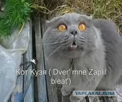 Как я коту вход в туалет пропилил