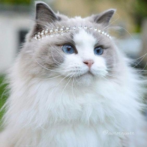 Коты и Кошки