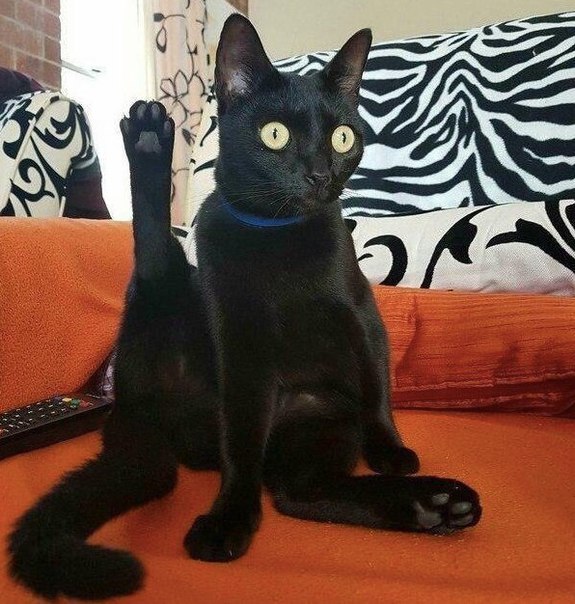 Коты и Кошки