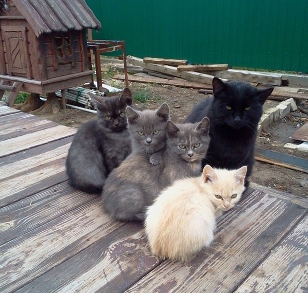 24 кота, которые подняли дерзость на новый уровень