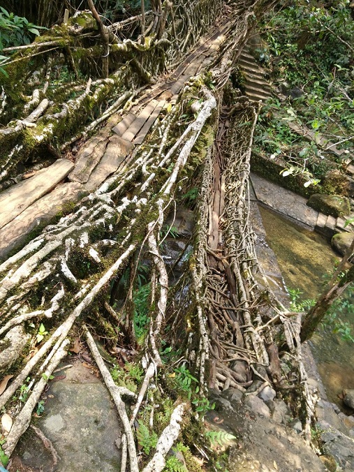 К живым мостам и обратно. Заметки из Индии