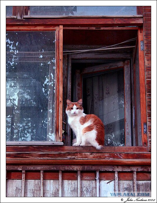 Ура, котовторник! (01.07.2008)