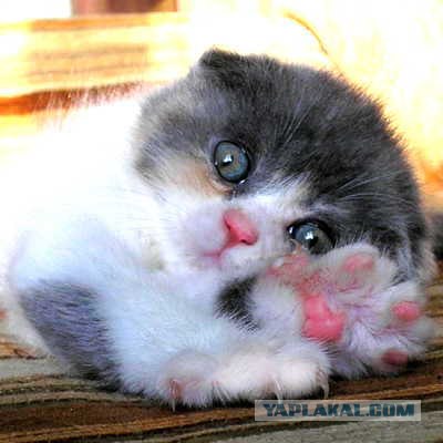 Котовторник на ЯПлакалъ